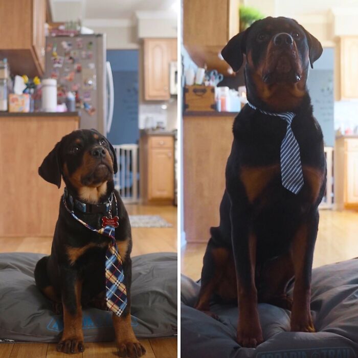 ‘We Rate Dogs’: 40 Photos That Prove Every Pup Deserves A 10/10 ‘We Rate Dogs’: 40 Photos That Prove Every Pup Deserves A 10/10