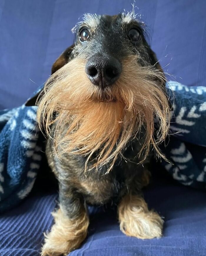 ‘We Rate Dogs’: 40 Photos That Prove Every Pup Deserves A 10/10 ‘We Rate Dogs’: 40 Photos That Prove Every Pup Deserves A 10/10