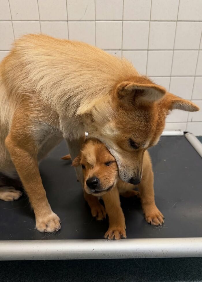 ‘We Rate Dogs’: 40 Photos That Prove Every Pup Deserves A 10/10 ‘We Rate Dogs’: 40 Photos That Prove Every Pup Deserves A 10/10