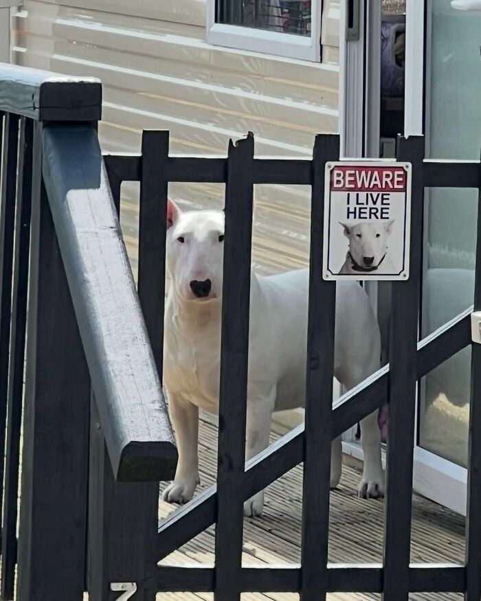 ‘We Rate Dogs’: 40 Photos That Prove Every Pup Deserves A 10/10 ‘We Rate Dogs’: 40 Photos That Prove Every Pup Deserves A 10/10