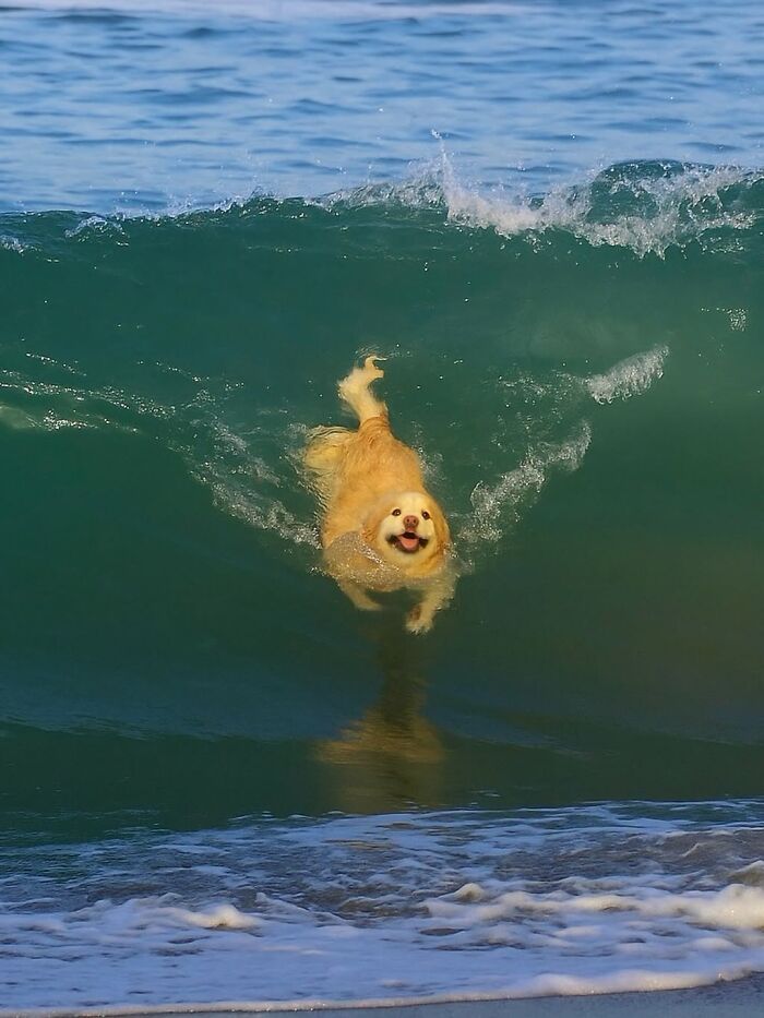 ‘We Rate Dogs’: 40 Photos That Prove Every Pup Deserves A 10/10 ‘We Rate Dogs’: 40 Photos That Prove Every Pup Deserves A 10/10