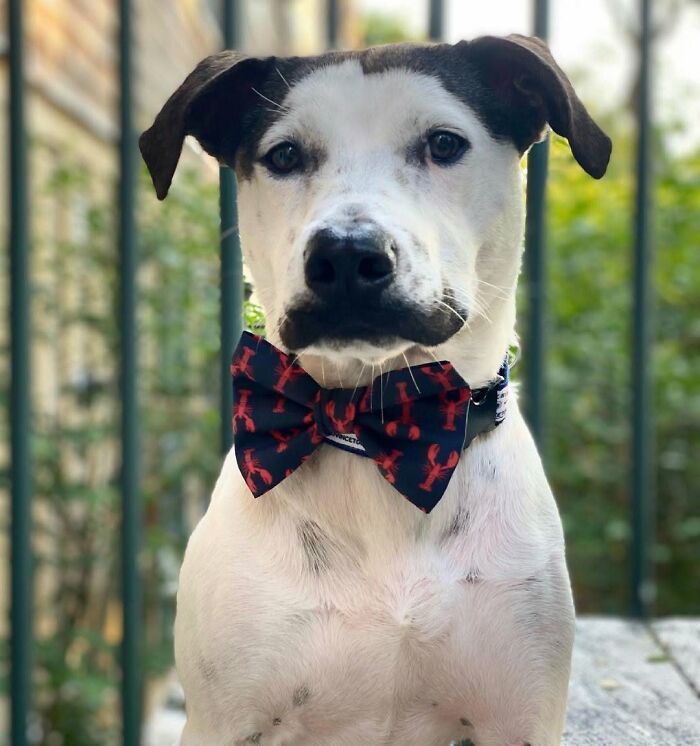 ‘We Rate Dogs’: 40 Photos That Prove Every Pup Deserves A 10/10 ‘We Rate Dogs’: 40 Photos That Prove Every Pup Deserves A 10/10