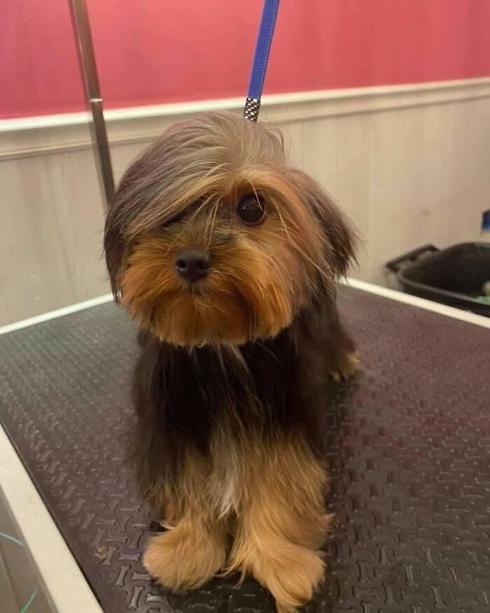 ‘We Rate Dogs’: 40 Photos That Prove Every Pup Deserves A 10/10 ‘We Rate Dogs’: 40 Photos That Prove Every Pup Deserves A 10/10