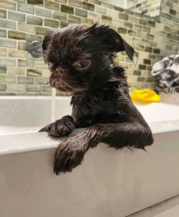 ‘We Rate Dogs’: 40 Photos That Prove Every Pup Deserves A 10/10 ‘We Rate Dogs’: 40 Photos That Prove Every Pup Deserves A 10/10