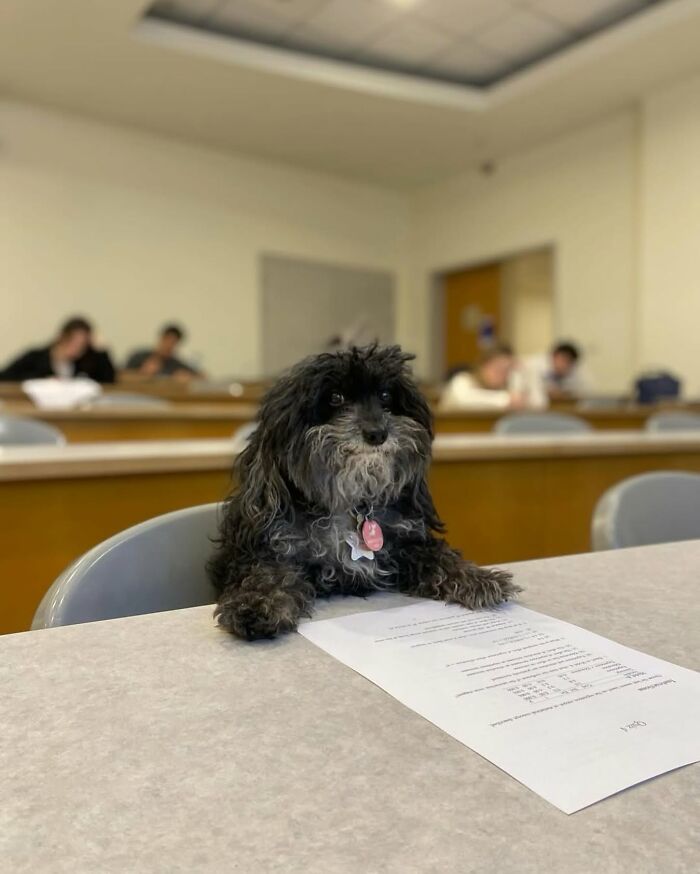 ‘We Rate Dogs’: 40 Photos That Prove Every Pup Deserves A 10/10 ‘We Rate Dogs’: 40 Photos That Prove Every Pup Deserves A 10/10