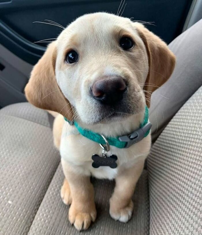 ‘We Rate Dogs’: 40 Photos That Prove Every Pup Deserves A 10/10 ‘We Rate Dogs’: 40 Photos That Prove Every Pup Deserves A 10/10