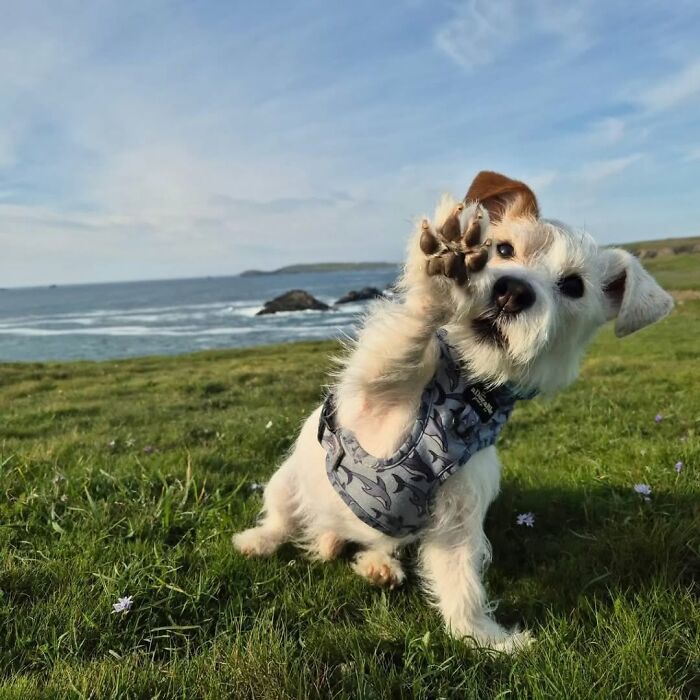‘We Rate Dogs’: 40 Photos That Prove Every Pup Deserves A 10/10 ‘We Rate Dogs’: 40 Photos That Prove Every Pup Deserves A 10/10
