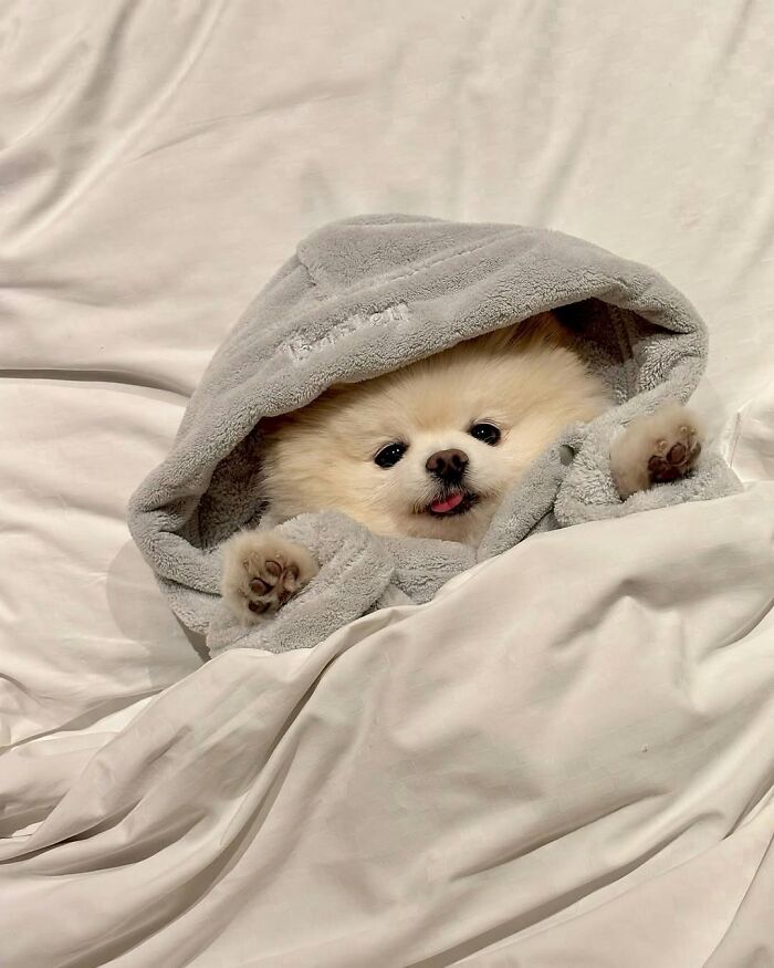 ‘We Rate Dogs’: 40 Photos That Prove Every Pup Deserves A 10/10 ‘We Rate Dogs’: 40 Photos That Prove Every Pup Deserves A 10/10