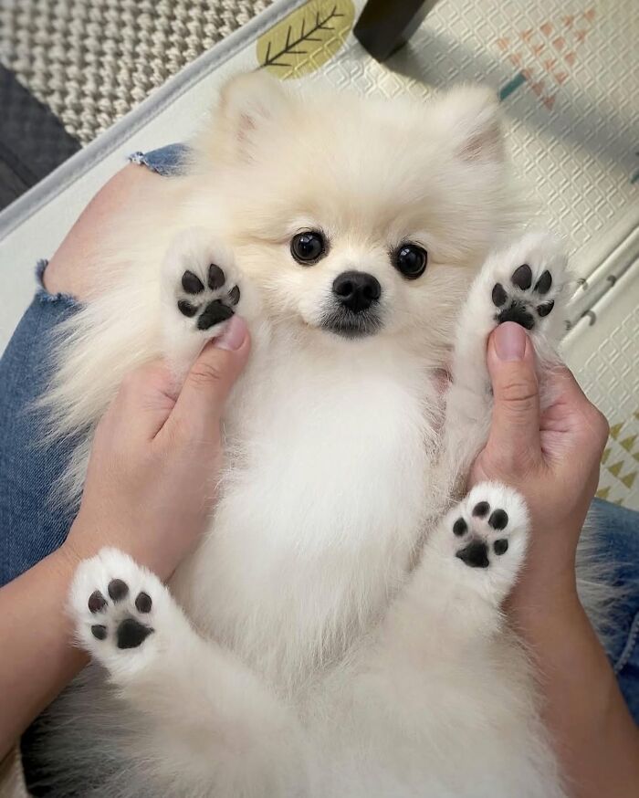 ‘We Rate Dogs’: 40 Photos That Prove Every Pup Deserves A 10/10 ‘We Rate Dogs’: 40 Photos That Prove Every Pup Deserves A 10/10