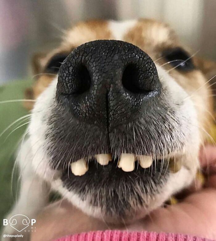 This Page Shared 60 Animal Noses So Close You Can Almost Boop Them Through Your Screen This Page Shared 60 Animal Noses So Close You Can Almost Boop Them Through Your Screen
