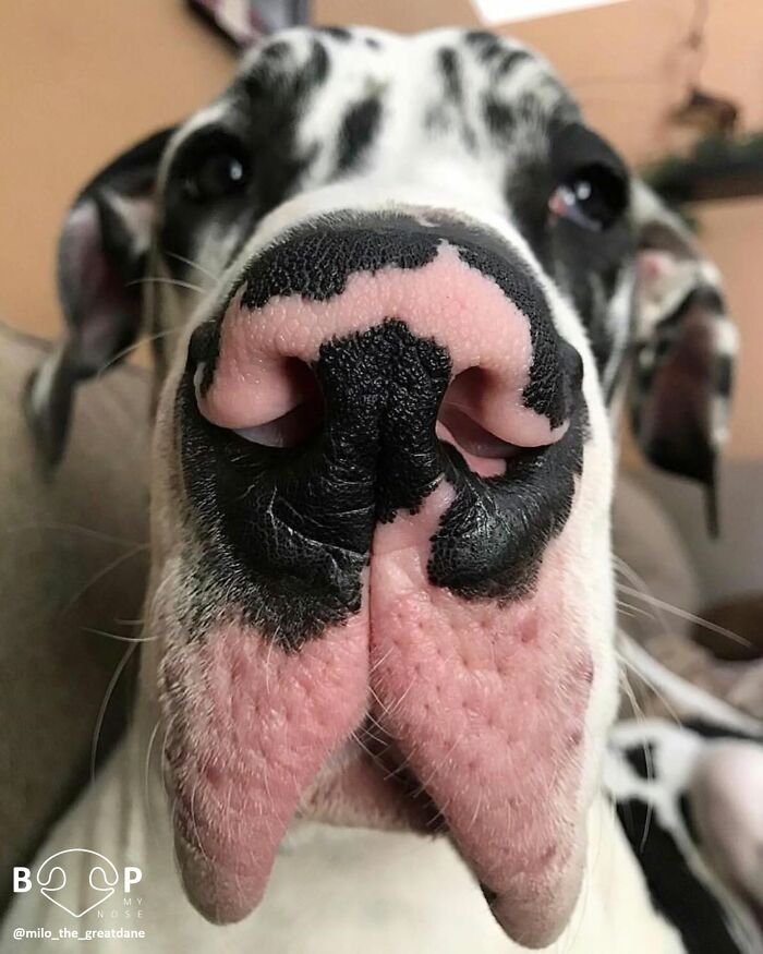 This Page Shared 60 Animal Noses So Close You Can Almost Boop Them Through Your Screen This Page Shared 60 Animal Noses So Close You Can Almost Boop Them Through Your Screen