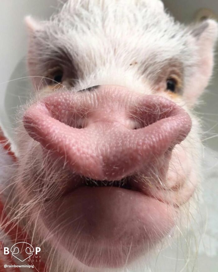 This Page Shared 60 Animal Noses So Close You Can Almost Boop Them Through Your Screen This Page Shared 60 Animal Noses So Close You Can Almost Boop Them Through Your Screen