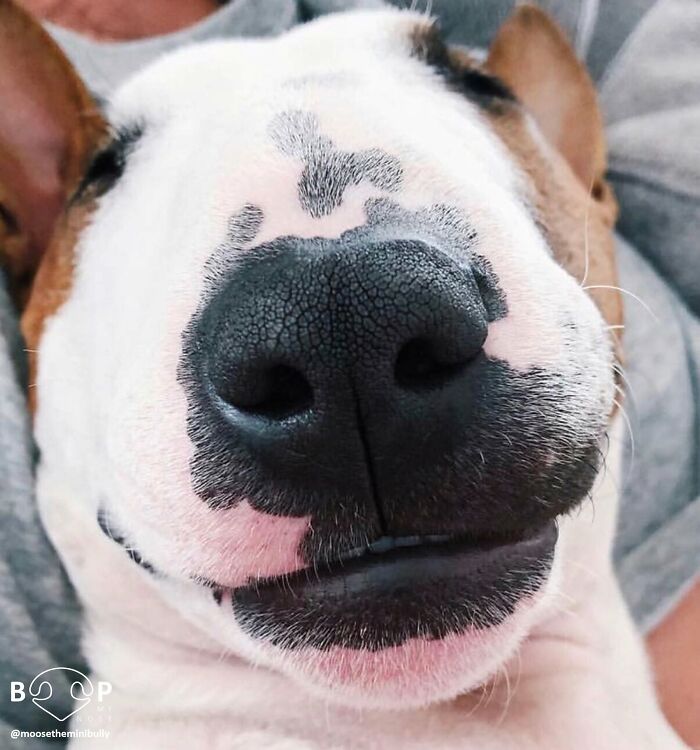 This Page Shared 60 Animal Noses So Close You Can Almost Boop Them Through Your Screen This Page Shared 60 Animal Noses So Close You Can Almost Boop Them Through Your Screen