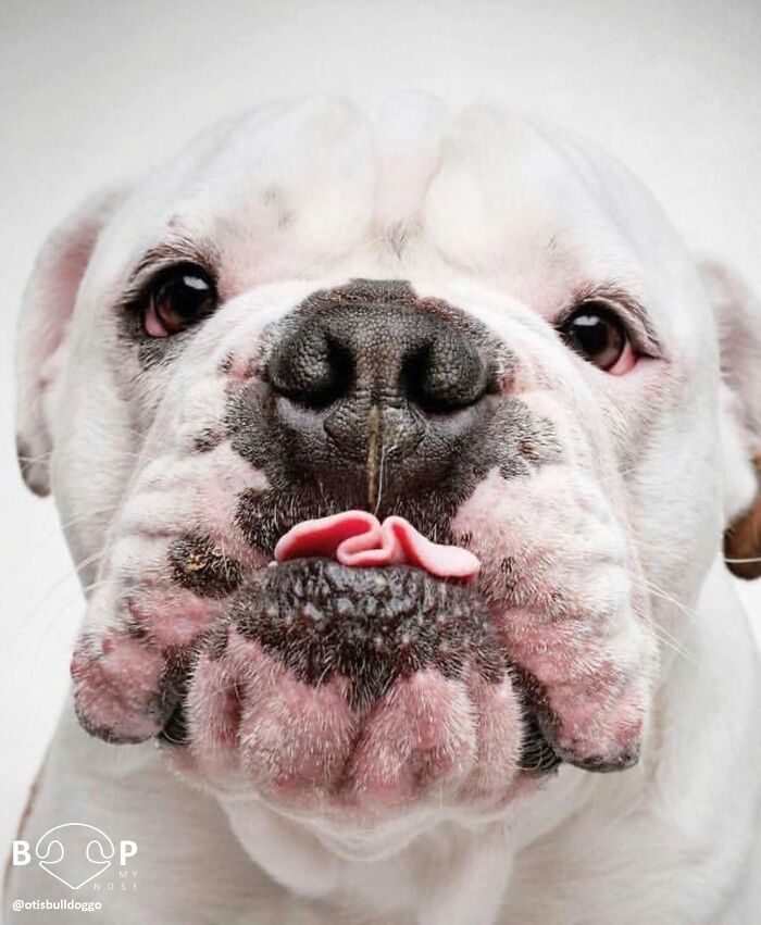 This Page Shared 60 Animal Noses So Close You Can Almost Boop Them Through Your Screen This Page Shared 60 Animal Noses So Close You Can Almost Boop Them Through Your Screen