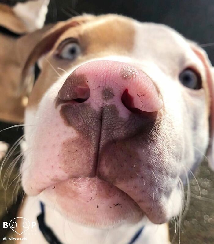 This Page Shared 60 Animal Noses So Close You Can Almost Boop Them Through Your Screen This Page Shared 60 Animal Noses So Close You Can Almost Boop Them Through Your Screen