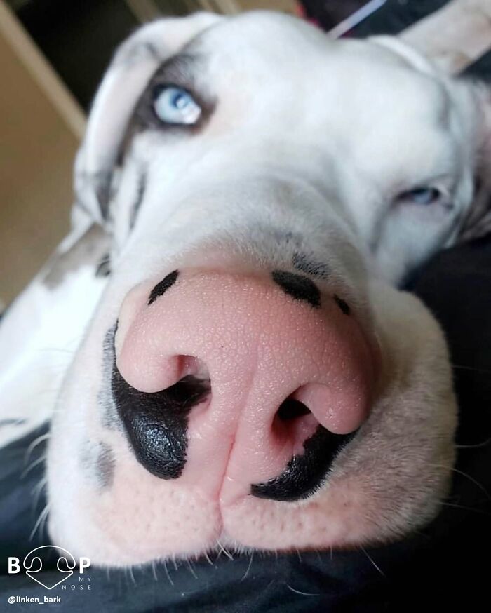 This Page Shared 60 Animal Noses So Close You Can Almost Boop Them Through Your Screen This Page Shared 60 Animal Noses So Close You Can Almost Boop Them Through Your Screen