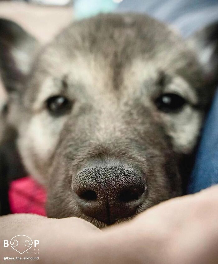 This Page Shared 60 Animal Noses So Close You Can Almost Boop Them Through Your Screen This Page Shared 60 Animal Noses So Close You Can Almost Boop Them Through Your Screen