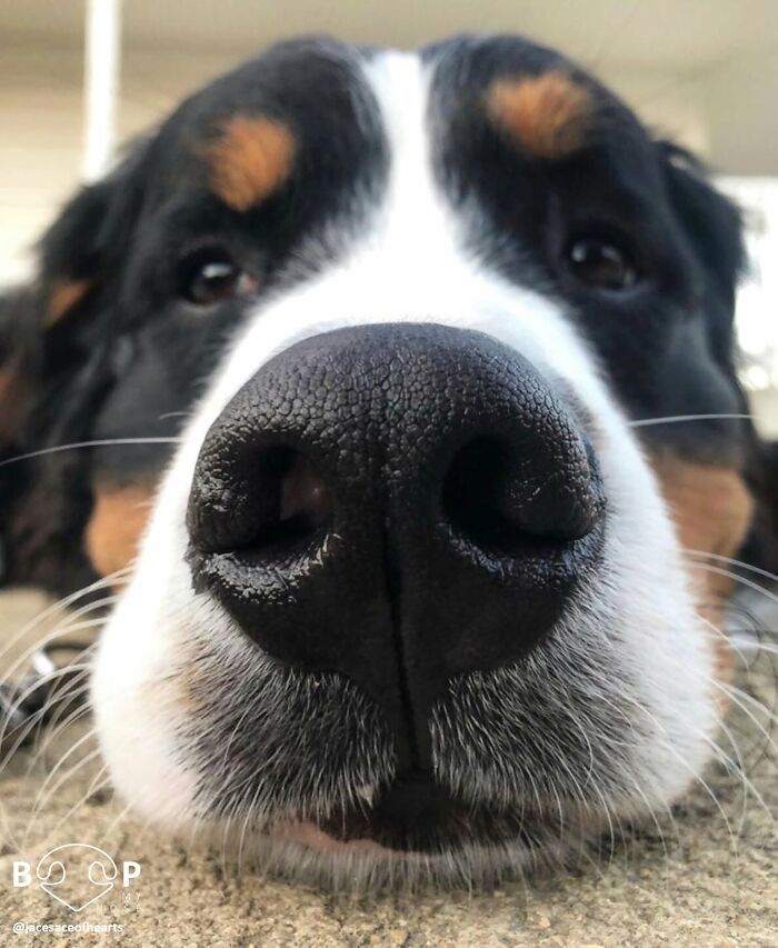 This Page Shared 60 Animal Noses So Close You Can Almost Boop Them Through Your Screen This Page Shared 60 Animal Noses So Close You Can Almost Boop Them Through Your Screen