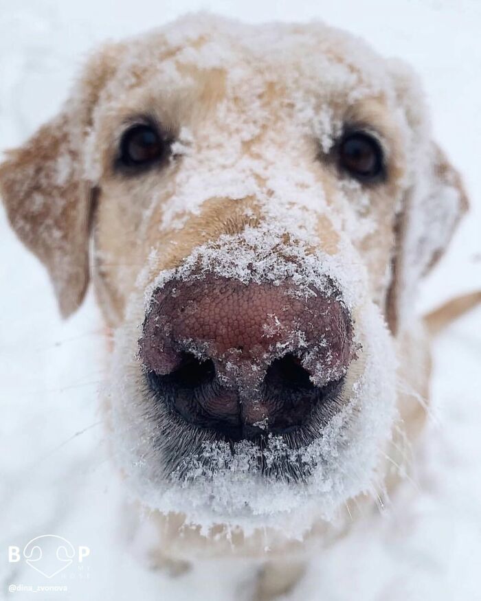 This Page Shared 60 Animal Noses So Close You Can Almost Boop Them Through Your Screen This Page Shared 60 Animal Noses So Close You Can Almost Boop Them Through Your Screen