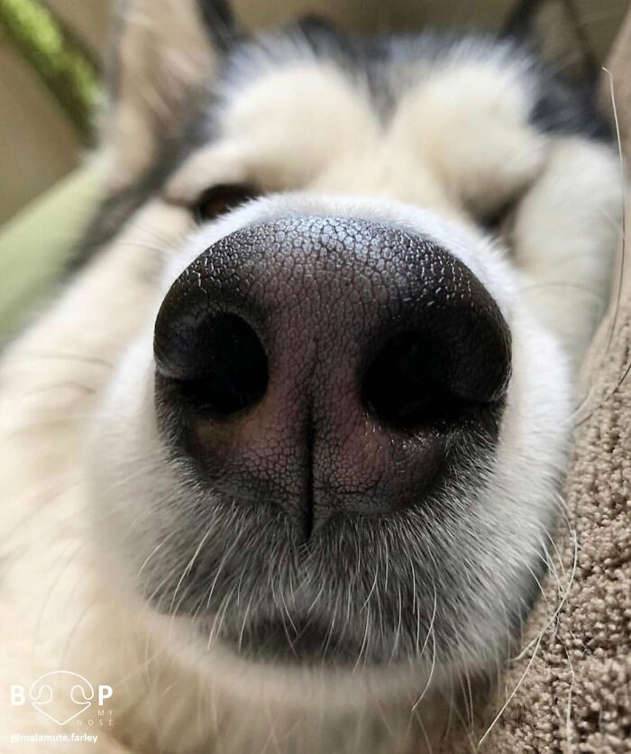 This Page Shared 60 Animal Noses So Close You Can Almost Boop Them Through Your Screen This Page Shared 60 Animal Noses So Close You Can Almost Boop Them Through Your Screen