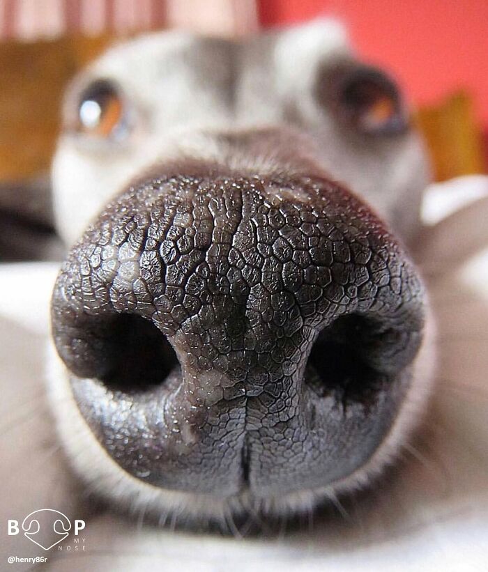This Page Shared 60 Animal Noses So Close You Can Almost Boop Them Through Your Screen This Page Shared 60 Animal Noses So Close You Can Almost Boop Them Through Your Screen