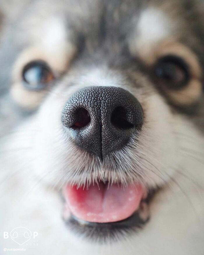This Page Shared 60 Animal Noses So Close You Can Almost Boop Them Through Your Screen This Page Shared 60 Animal Noses So Close You Can Almost Boop Them Through Your Screen