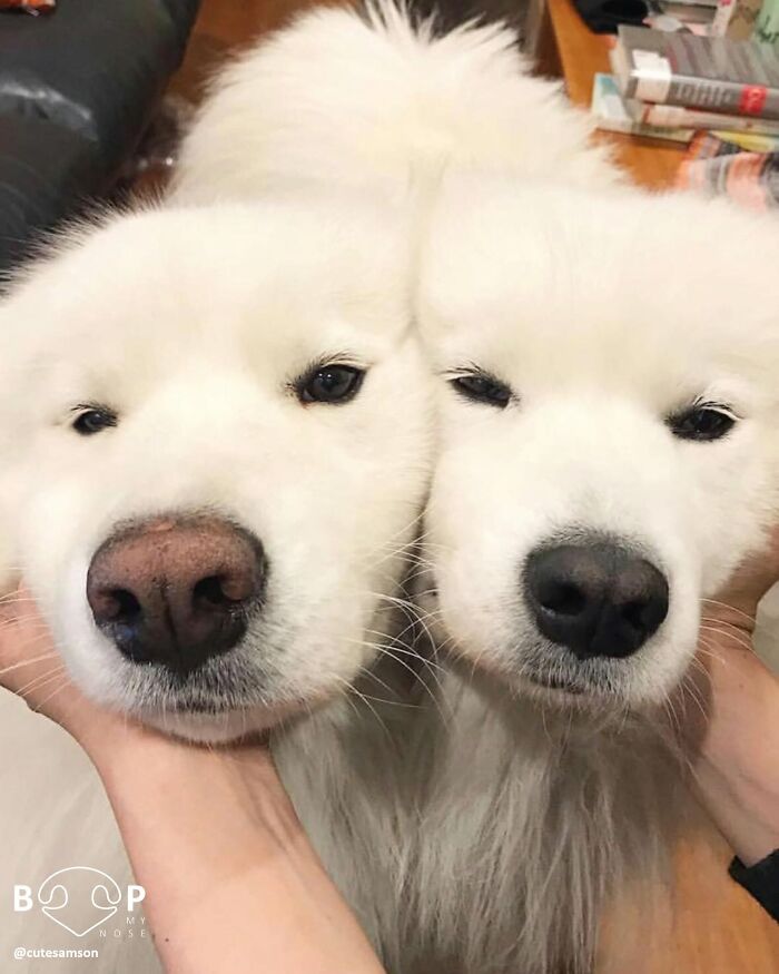 This Page Shared 60 Animal Noses So Close You Can Almost Boop Them Through Your Screen This Page Shared 60 Animal Noses So Close You Can Almost Boop Them Through Your Screen