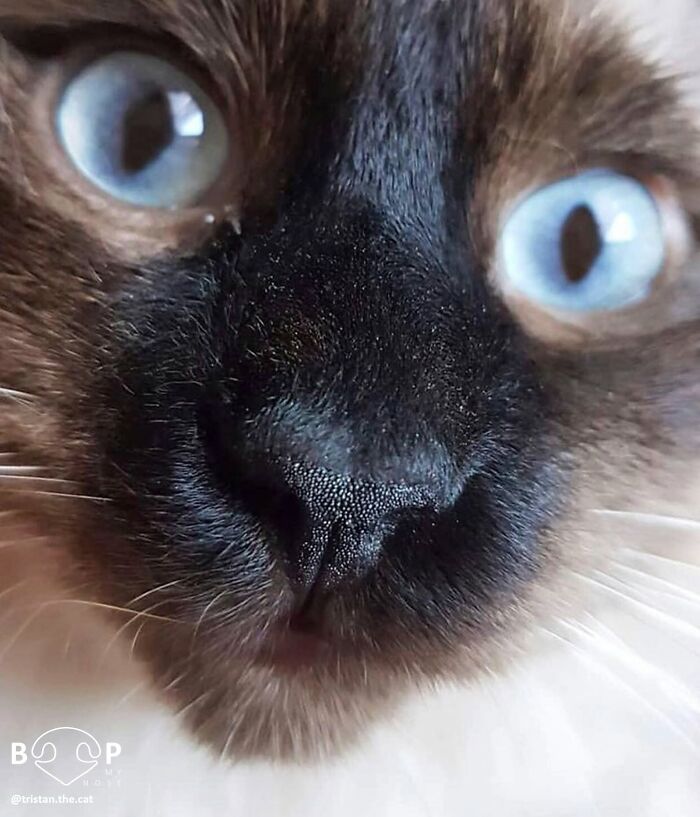 This Page Shared 60 Animal Noses So Close You Can Almost Boop Them Through Your Screen This Page Shared 60 Animal Noses So Close You Can Almost Boop Them Through Your Screen