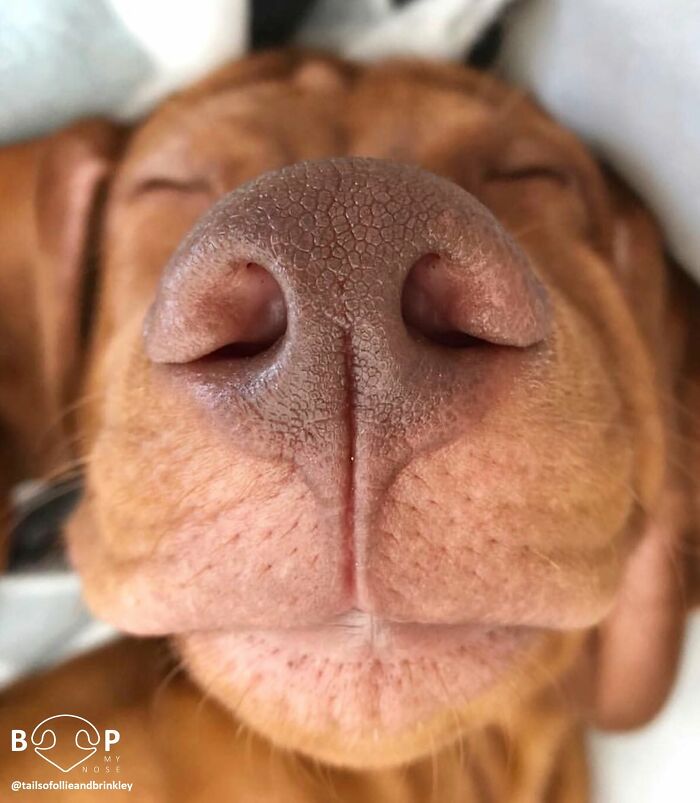 This Page Shared 60 Animal Noses So Close You Can Almost Boop Them Through Your Screen This Page Shared 60 Animal Noses So Close You Can Almost Boop Them Through Your Screen