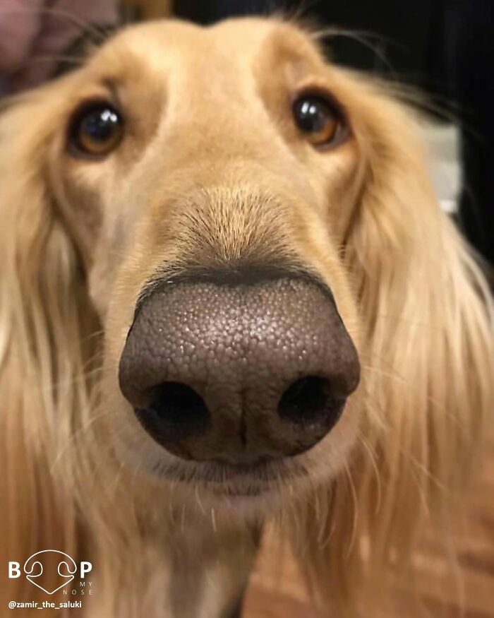 This Page Shared 60 Animal Noses So Close You Can Almost Boop Them Through Your Screen This Page Shared 60 Animal Noses So Close You Can Almost Boop Them Through Your Screen