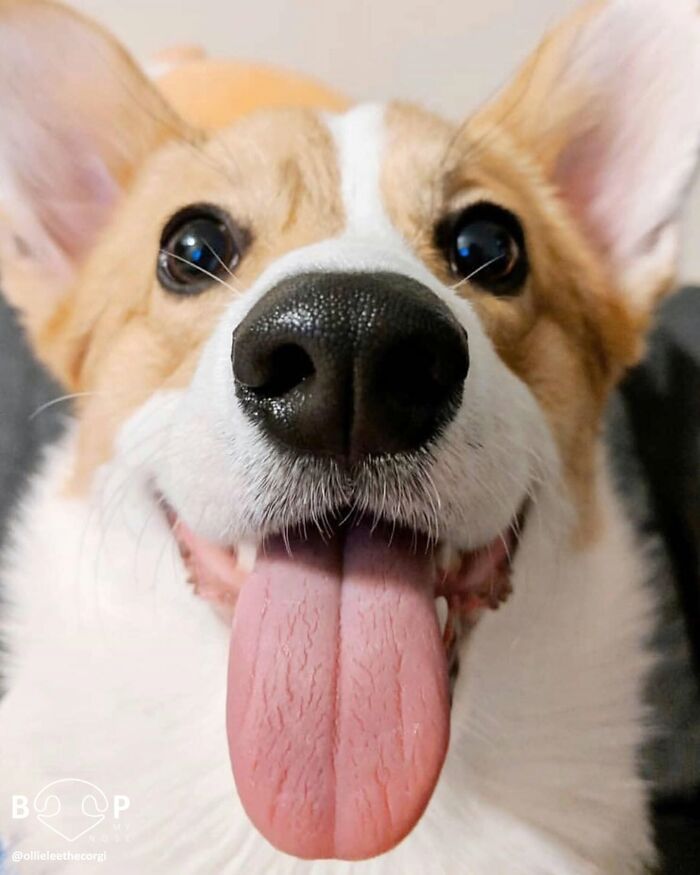 This Page Shared 60 Animal Noses So Close You Can Almost Boop Them Through Your Screen This Page Shared 60 Animal Noses So Close You Can Almost Boop Them Through Your Screen