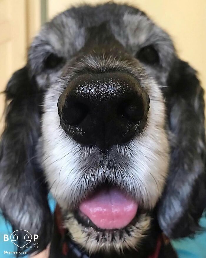 This Page Shared 60 Animal Noses So Close You Can Almost Boop Them Through Your Screen This Page Shared 60 Animal Noses So Close You Can Almost Boop Them Through Your Screen