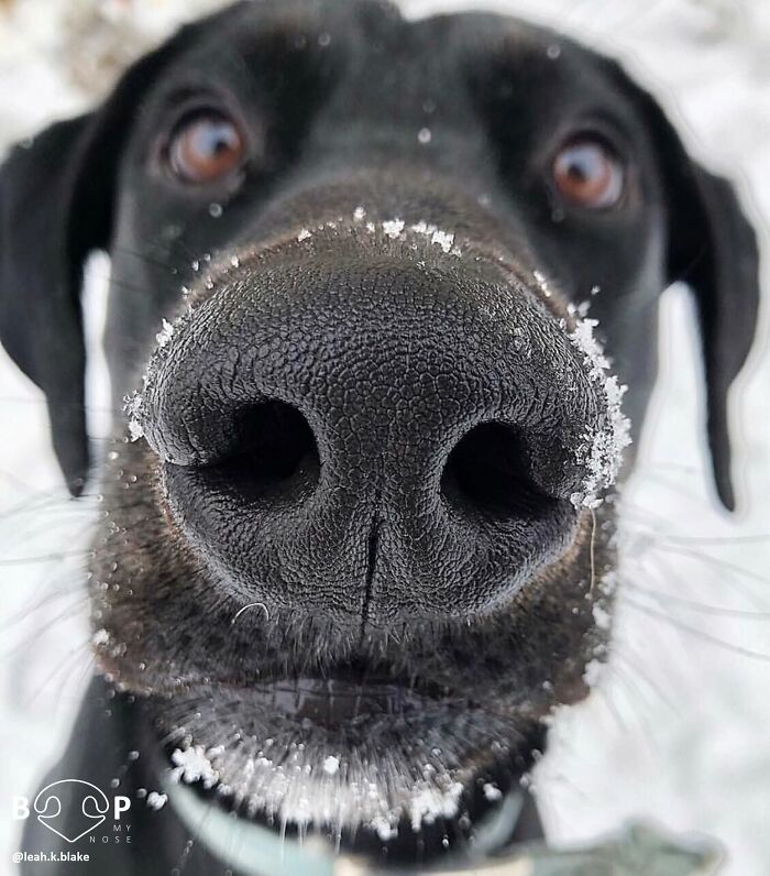 This Page Shared 60 Animal Noses So Close You Can Almost Boop Them Through Your Screen This Page Shared 60 Animal Noses So Close You Can Almost Boop Them Through Your Screen