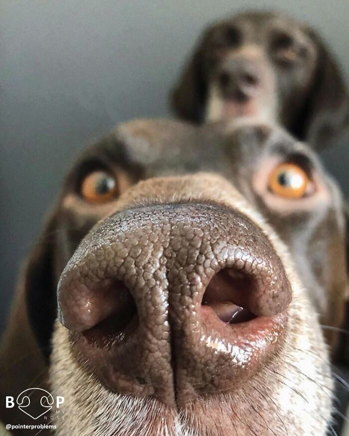 This Page Shared 60 Animal Noses So Close You Can Almost Boop Them Through Your Screen This Page Shared 60 Animal Noses So Close You Can Almost Boop Them Through Your Screen