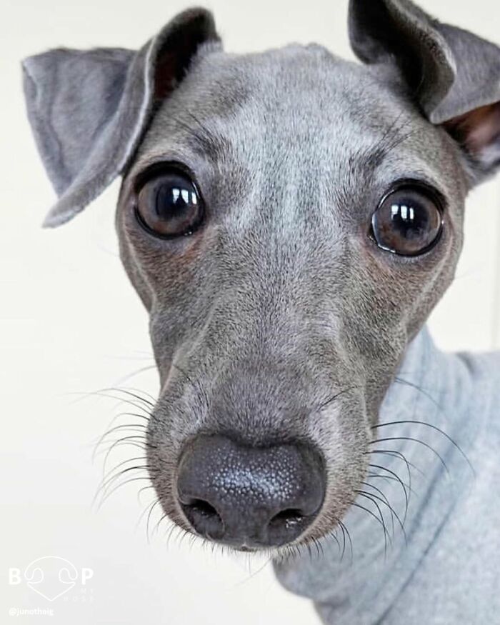 This Page Shared 60 Animal Noses So Close You Can Almost Boop Them Through Your Screen This Page Shared 60 Animal Noses So Close You Can Almost Boop Them Through Your Screen