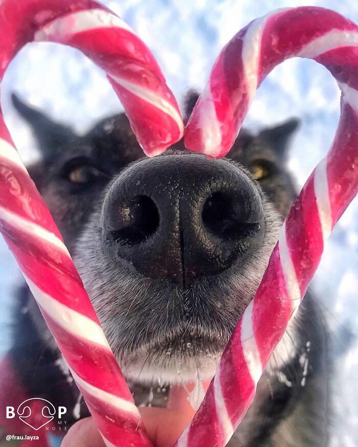 This Page Shared 60 Animal Noses So Close You Can Almost Boop Them Through Your Screen This Page Shared 60 Animal Noses So Close You Can Almost Boop Them Through Your Screen
