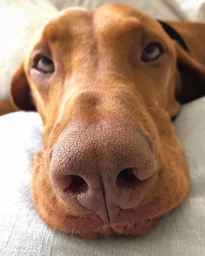 This Page Shared 60 Animal Noses So Close You Can Almost Boop Them Through Your Screen This Page Shared 60 Animal Noses So Close You Can Almost Boop Them Through Your Screen