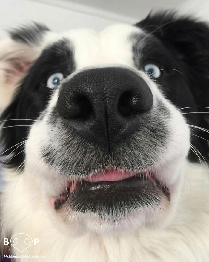 This Page Shared 60 Animal Noses So Close You Can Almost Boop Them Through Your Screen This Page Shared 60 Animal Noses So Close You Can Almost Boop Them Through Your Screen