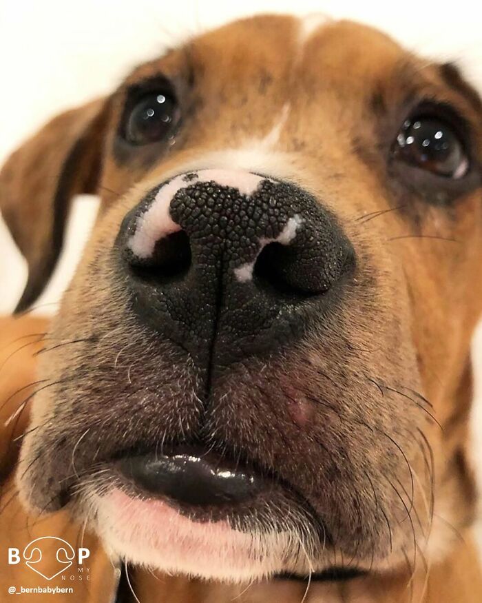 This Page Shared 60 Animal Noses So Close You Can Almost Boop Them Through Your Screen This Page Shared 60 Animal Noses So Close You Can Almost Boop Them Through Your Screen