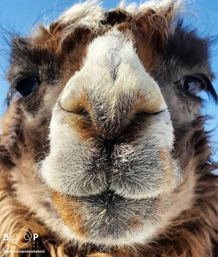 This Page Shared 60 Animal Noses So Close You Can Almost Boop Them Through Your Screen This Page Shared 60 Animal Noses So Close You Can Almost Boop Them Through Your Screen
