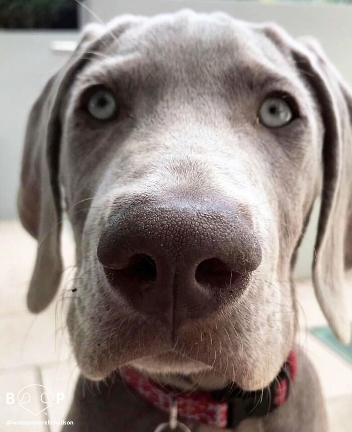 This Page Shared 60 Animal Noses So Close You Can Almost Boop Them Through Your Screen This Page Shared 60 Animal Noses So Close You Can Almost Boop Them Through Your Screen