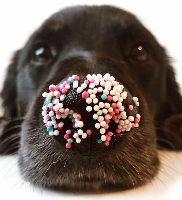 This Page Shared 60 Animal Noses So Close You Can Almost Boop Them Through Your Screen This Page Shared 60 Animal Noses So Close You Can Almost Boop Them Through Your Screen