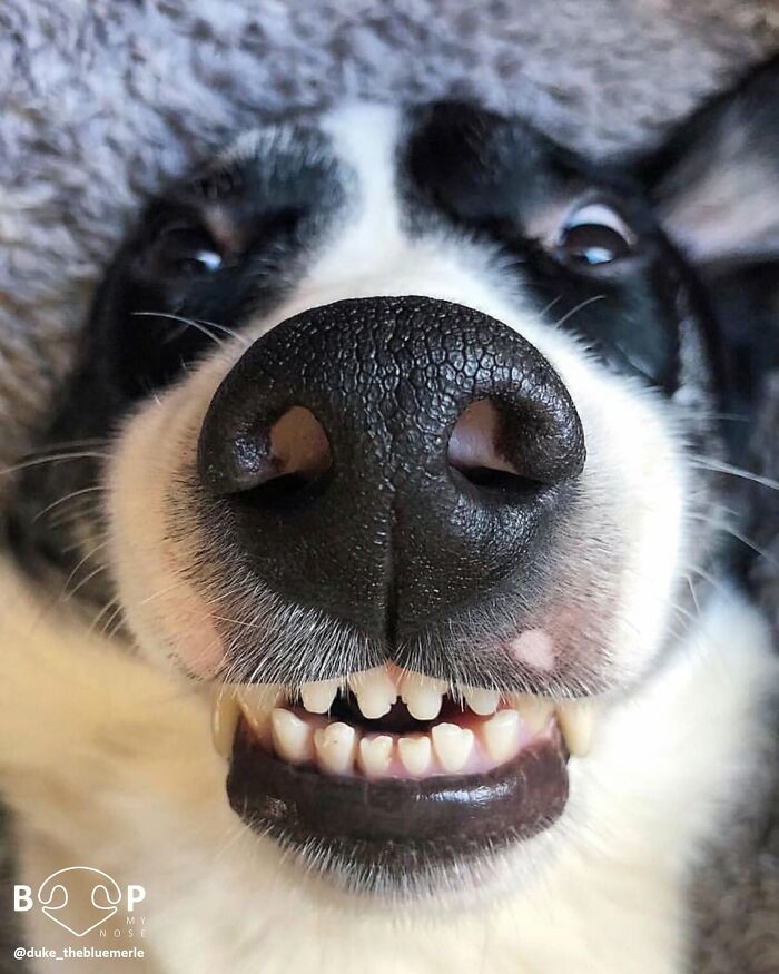 This Page Shared 60 Animal Noses So Close You Can Almost Boop Them Through Your Screen This Page Shared 60 Animal Noses So Close You Can Almost Boop Them Through Your Screen