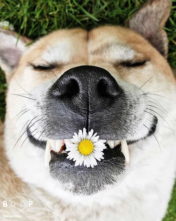 This Page Shared 60 Animal Noses So Close You Can Almost Boop Them Through Your Screen This Page Shared 60 Animal Noses So Close You Can Almost Boop Them Through Your Screen