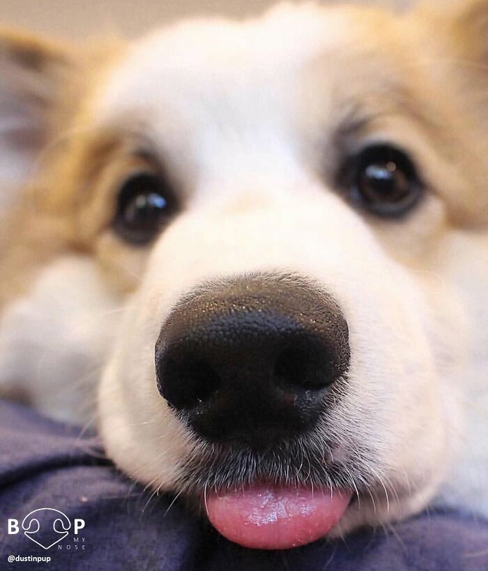 This Page Shared 60 Animal Noses So Close You Can Almost Boop Them Through Your Screen This Page Shared 60 Animal Noses So Close You Can Almost Boop Them Through Your Screen