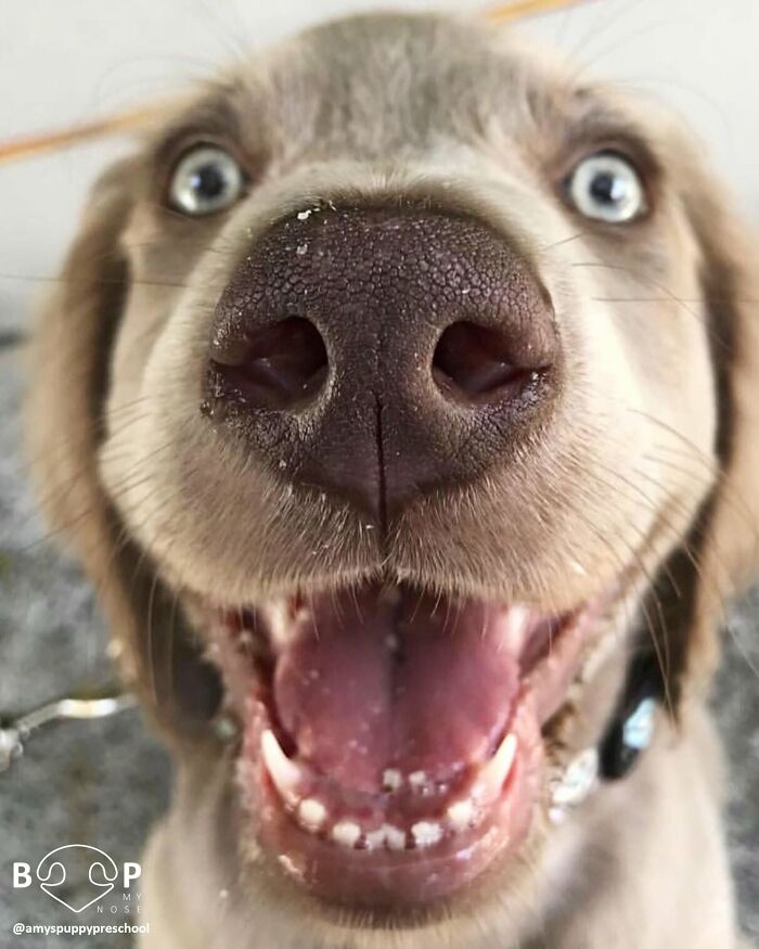 This Page Shared 60 Animal Noses So Close You Can Almost Boop Them Through Your Screen This Page Shared 60 Animal Noses So Close You Can Almost Boop Them Through Your Screen