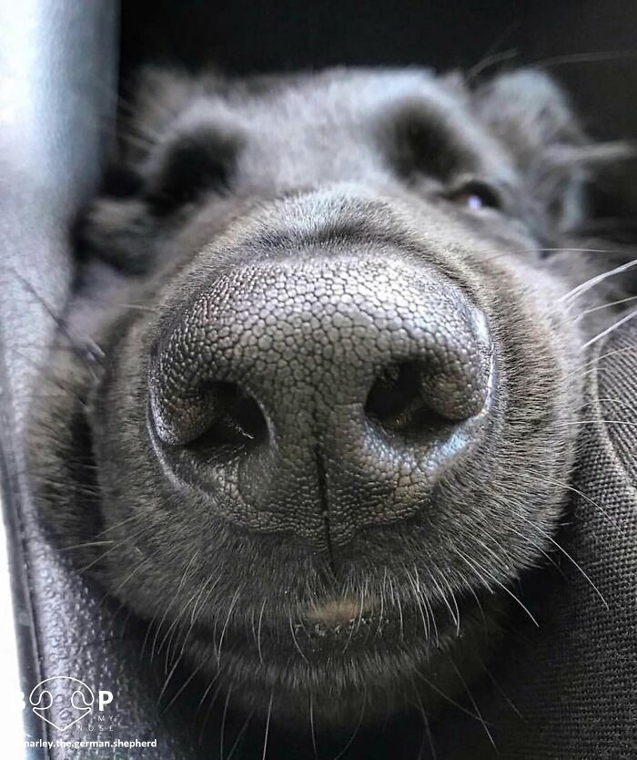 This Page Shared 60 Animal Noses So Close You Can Almost Boop Them Through Your Screen This Page Shared 60 Animal Noses So Close You Can Almost Boop Them Through Your Screen