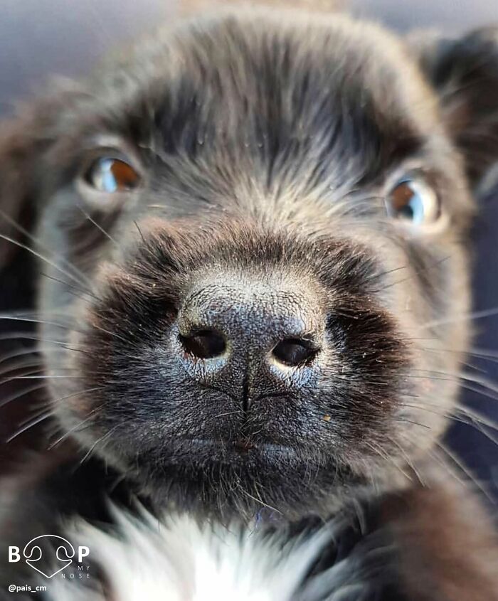 This Page Shared 60 Animal Noses So Close You Can Almost Boop Them Through Your Screen This Page Shared 60 Animal Noses So Close You Can Almost Boop Them Through Your Screen
