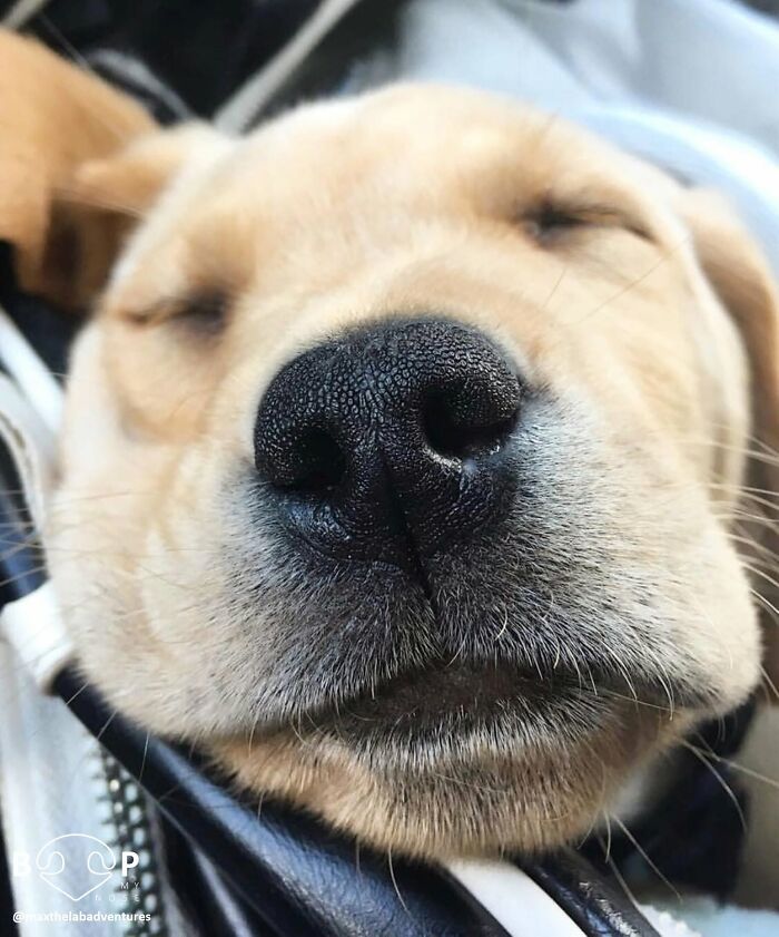 This Page Shared 60 Animal Noses So Close You Can Almost Boop Them Through Your Screen This Page Shared 60 Animal Noses So Close You Can Almost Boop Them Through Your Screen