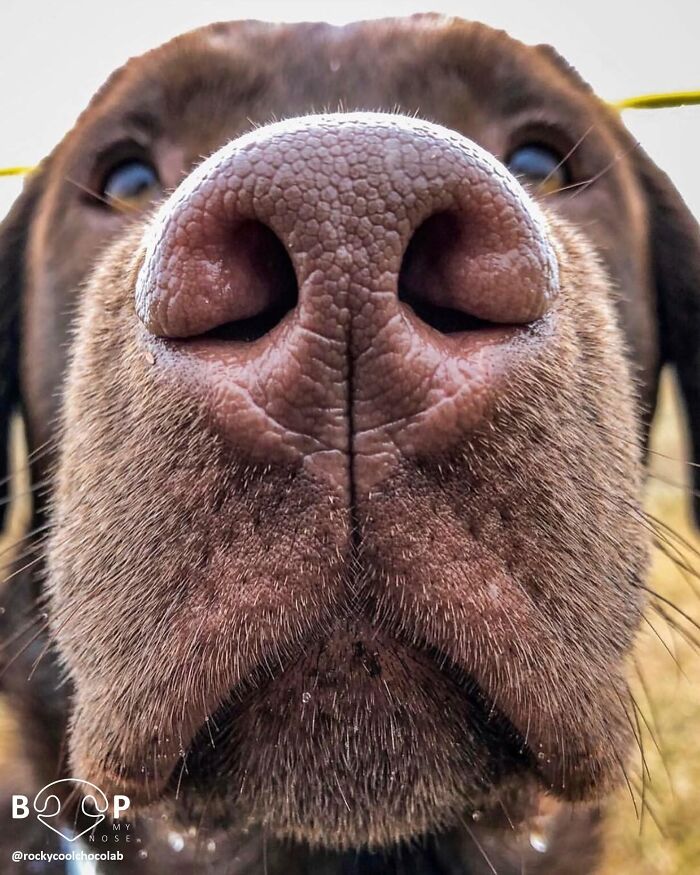 This Page Shared 60 Animal Noses So Close You Can Almost Boop Them Through Your Screen This Page Shared 60 Animal Noses So Close You Can Almost Boop Them Through Your Screen